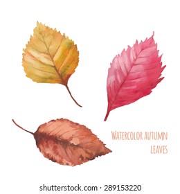 Watercolor autumn leaves set. Hand drawn red, brown and yellow tree leaves isolated on white background. Natural artistic clip art in vector