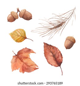 Watercolor autumn nature set. Hand drawn yellow and orange tree leaves, acorn, pine needles branch isolated on white background. Vector season illustrations