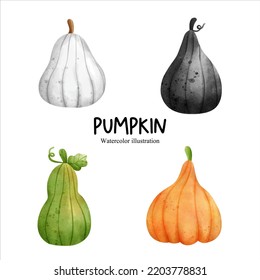 Watercolor autumn pumpkin, fall season vector illustration