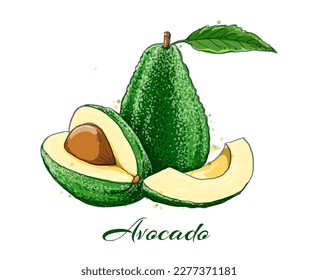 Watercolor avocado. Vegan gourmet avocados harvest colour sketch macro poster, persea americana laurel green fruits with leaf isolated food painted vector drawing