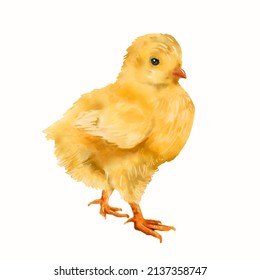 Watercolor baby chicken isolated on white background. Little yellow chicken. Vector illustration