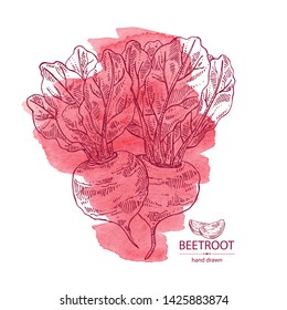 Watercolor backgroumd with beet: full beetroot and piece of beet. Vector hand drawn illustration 