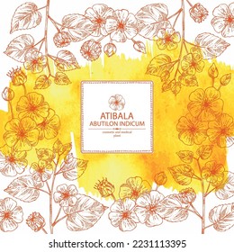 Watercolor background with abutilon indicum: abutilon indicum plant, leaves and atibala flowers. Atibala. Cosmetic, perfumery and medical plant. Vector hand drawn illustration
