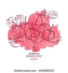 Watercolor background with acerola: fruit, leaves and acerola slice. Barbados cherry. Vector hand drawn illustration