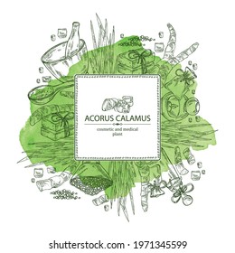 Watercolor background with acorus calamus: plant, leaves and root of acorus calamus. Oil, soap and bath salt . Cosmetics and medical plant. Vector hand drawn illustration