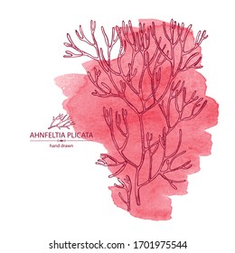 Watercolor background with ahnfeltia plicata: ahnfeltia plicata seaweed, sea kale.  Red algae. Agar agar. Edible seaweed. Vector hand drawn illustration.