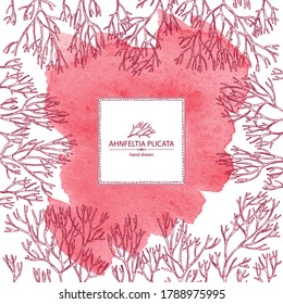 Watercolor background with ahnfeltia plicata: ahnfeltia plicata seaweed, sea kale.  Red algae. Agar agar. Edible seaweed. Vector hand drawn illustration.