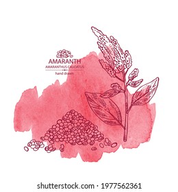 Watercolor background with amaranth: plant , leaves and amaranth grains. Amaranthus caudatus. Vector hand drawn illustration.