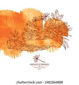 Watercolor Background With Angelica Sinensis: Angelica Root And Plant. Cosmetic And Medical Plant. Vector Hand Drawn Illustration.