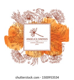 Watercolor Background With Angelica Sinensis: Angelica Root And Plant. Cosmetic And Medical Plant. Vector Hand Drawn Illustration.