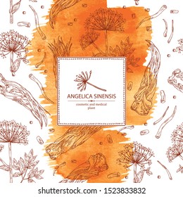 Watercolor Background With Angelica Sinensis: Angelica Root And Plant. Cosmetic And Medical Plant. Vector Hand Drawn Illustration.