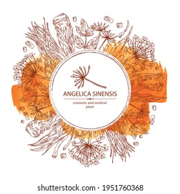 Watercolor Background With Angelica Sinensis: Angelica Root And Plant. Cosmetic And Medical Plant. Vector Hand Drawn Illustration.