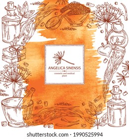 Watercolor Background With Angelica Sinensis: Angelica Root And Plant. Oil, Soap And Bath Salt . Cosmetics And Medical Plant. Vector Hand Drawn Illustration