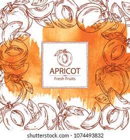 Watercolor background with apricot and apricot slice. Vector hand drawn illustration