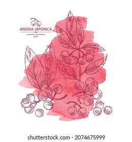 Watercolor background with ardisia japonica: leaves, ardisia japonica berries and ardisia plant.  Cosmetic, perfumery and medical plant. Vector hand drawn illustration.