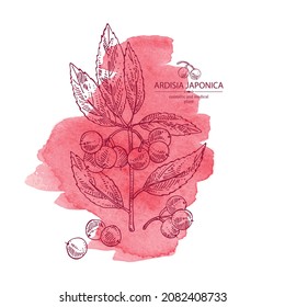 Watercolor background with ardisia japonica: leaves, ardisia japonicaberries and ardisia plant. Oregano. Herbs and spices. Cosmetic, perfumery and medical plant. Vector hand drawn illustration.