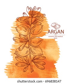 Watercolor background with argan: branch of argan with leaves nuts. Cosmetic and medical plant. Vector hand drawn illustration. 