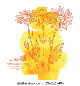 Watercolor background with arnica montana: arnica flower and leaves. Cosmetic and medical plant. Vector hand drawn illustration