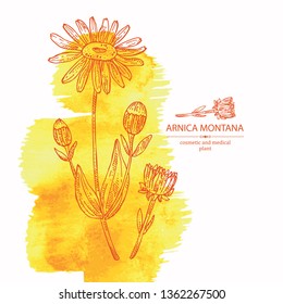 Watercolor background with arnica montana: arnica flower and leaves. Cosmetic and medical plant. Vector hand drawn illustration