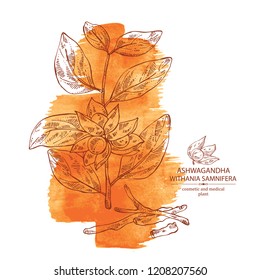 Watercolor background with ashwagandha: branch, berries and root of withania somnifera . Cosmetic and medical plant. Vector hand drawn illustration. 