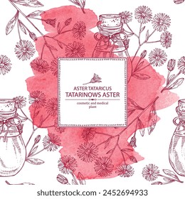 Watercolor background with  aster tataricus: plant, leaves and aster tataricus flowers and bottle of aster tataricus essential oil. Tatarinow's aster. Cosmetic, perfumery and medical plant. Vector han