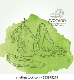 Watercolor background with avocado and avocado slice. hand drawn