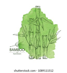 Watercolor background with bamboo: bamboo stalk and leaves. Vector hand drawn illustration.