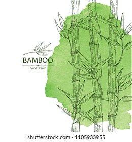 Watercolor background with bamboo: bamboo stalk and leaves. Vector hand drawn illustration.