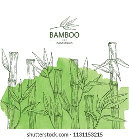 Watercolor background with bamboo: bamboo stalk and leaves. Vector hand drawn illustration.