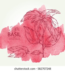 Watercolor background with basil. Hand drawn