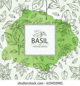 Watercolor background with basil:leaf and plant. Hand drawn