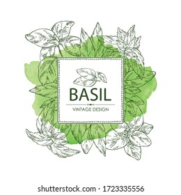 Watercolor background with basil:leaf and plant. Vector hand drawn illustration