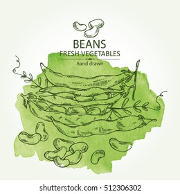 Watercolor background with beans . hand drawn