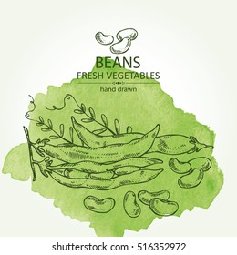 Watercolor background with beans . hand drawn.