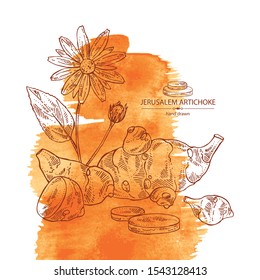 Watercolor background with beet: full Jerusalem artichoke and piece of artichoke. Vector hand drawn illustration