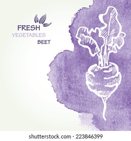 Watercolor background with beet  in vector. 