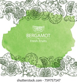 Watercolor background with bergamot and bergamot slice. Vector hand drawn illustration.