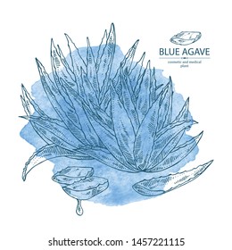 Watercolor background with blue agave: blue agave plant and leaves. Cosmetics and medical plant. Vector hand drawn illustration.