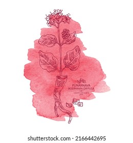 Watercolor background with boerhavia diffusa: boerhavia diffusa plant, leaves, punarnava flowers and boerhavia diffusa root. Punarnava. Cosmetic, perfumery and medical plant. Vector hand drawn