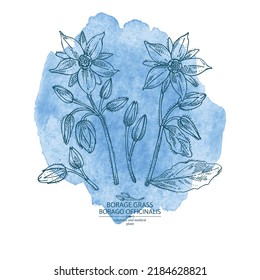 Watercolor background with borago officinalis: borago officinalis plant, leaves and borago officinalis flowers. Borage grass. Cosmetic, perfumery and medical plant. Vector hand drawn illustration