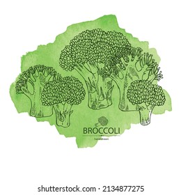 Fondo acuarela con brócoli: brócoli completo, trozo y brocoli inflorescencia. Ilustración dibujada a mano por vectores. 