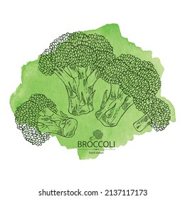 Fondo acuarela con brócoli: brócoli completo, trozo y brocoli inflorescencia. Ilustración dibujada a mano por vectores. 