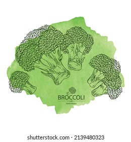 Fondo acuarela con brócoli: brócoli completo, trozo y brocoli inflorescencia. Ilustración dibujada a mano por vectores. 