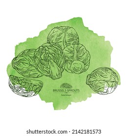 Watercolor background with brussels sprouts: head of cabbage, full brussels sprouts and brussels sprouts piece. Vector hand drawn illustration. 