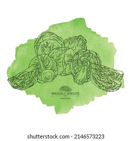 Watercolor background with brussels sprouts: head of cabbage, full brussels sprouts and brussels sprouts piece. Vector hand drawn illustration. 