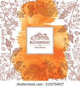Watercolor background with buckwheat: plant and buckwheat groats. Vector hand drawn illustrationb