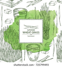 Watercolor background with bundle of wheat grass and cocktail of juice wheat grass. Superfood. Vector hand drawn illustration.