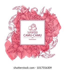 Watercolor background with camu camu: branch, camu camu powder, cocktail and fruit. Myciracy. Super food. Vector hand drawn illustration