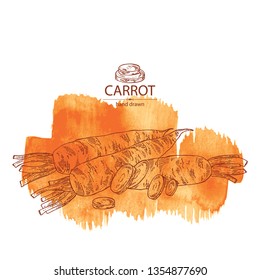 Watercolor background with carrot: full carrot and slices. Vector hand drawn illustration