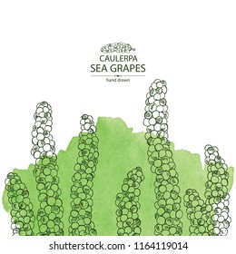 Watercolor background with caulerpa: sea grapes seaweed. Green algae. Edible seaweed. Vector hand drawn illustration.